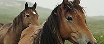 Watch Stronghold of Resistance: Sable Island & Her Legendary Horses