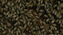 Watch Honey and the Hive (Short 2015)