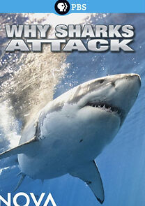 Watch Why Sharks Attack