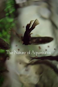 Watch The Nature of Aquariums (Short 2020)