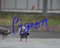 Watch Pigeon (Short 2021)