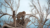 Watch Iran's Wild Side (Short 2019)