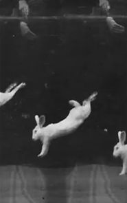 Watch Rabbits (Short 1893)