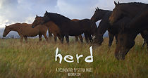 Watch Herd