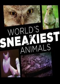 Watch World's Sneakiest Animals