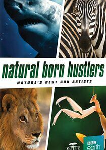 Watch Natural Born Hustlers