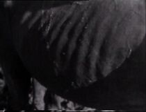 Watch Mud Horse (Short 1971)