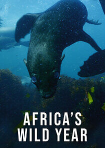 Watch Africa's Wild Year