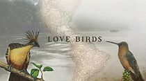 Watch Love Birds (Short 2019)