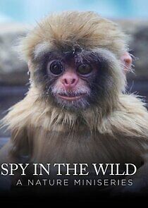 Watch Spy in the Wild: A Nature Miniseries