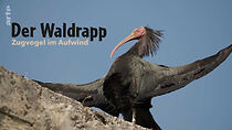 Watch Der Waldrapp: Zugvogel im Aufwind