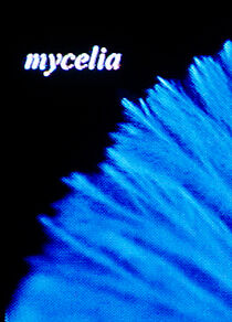 Watch Mycelia (Short 2023)