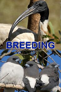 Watch Breeding (Short 2021)