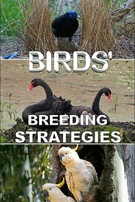 Watch Birds' Breeding Strategies