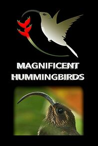 Watch Magnificent Hummingbirds (Short 2021)