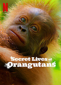 Watch Secret Lives of Orangutans