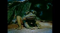 Watch Tree Frog (Short 1979)