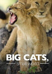 Watch Big Cats, Small World