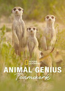 Watch Animal Genius