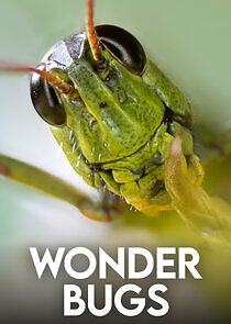 Watch Wonder Bugs