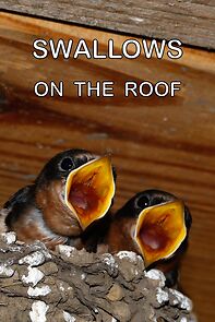 Watch Swallows on the Roof (Short 2022)