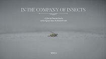 Watch In the Company of Insects (Short 2020)