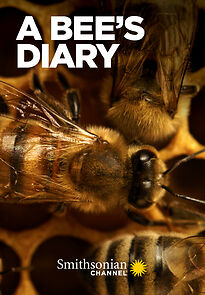 Watch A Bee's Diary (TV Special 2022)