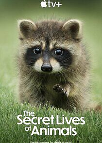 Watch The Secret Lives of Animals