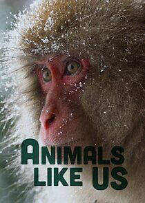 Watch Animals Like Us