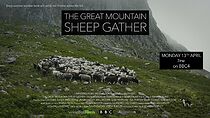 Watch The Great Mountain Sheep Gather