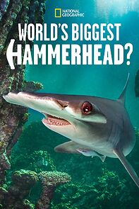 Watch World's Biggest Hammerhead? (TV Special 2022)