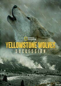 Watch Yellowstone Wolves: Succession