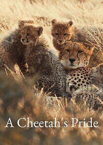 Watch A Cheetah's Pride