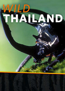 Watch Wild Thailand