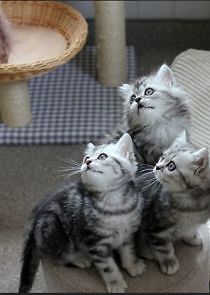 Watch The Secret Life of Kittens