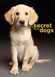 Watch The Secret Life of...