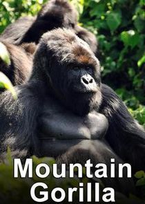 Watch Mountain Gorilla: Mission Critical