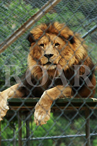 Watch Roar (Short 2013)