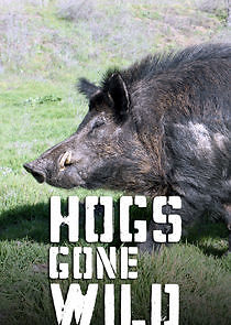 Watch Hogs Gone Wild