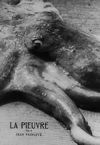 Watch The Octopus (Short 1928)