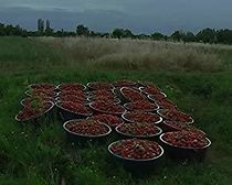 Watch Strawberry Fields