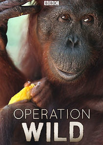 Watch Operation Wild