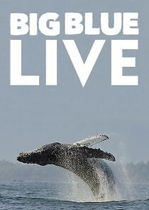 Watch Big Blue Live