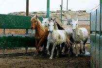 Watch Saving the Mustang, North America's Horse on the Brink