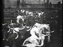 Watch Cattle Driven to Slaughter