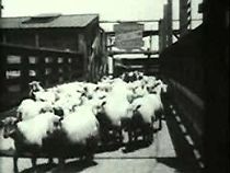 Watch Sheep Run, Chicago Stockyards