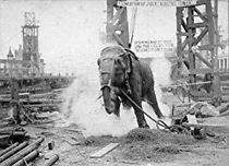 Watch Electrocuting an Elephant