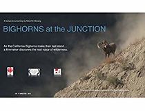 Watch Bighorns at the Junction