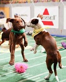 Watch Puppy Bowl XI