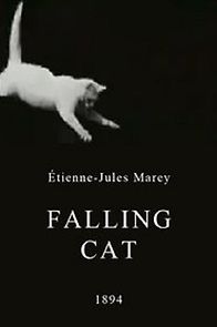 Watch Falling Cat